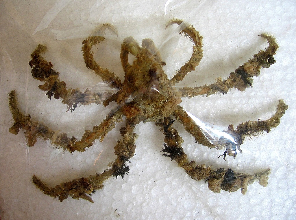 Skorupiak Krab dekorator Camposcia retusa .