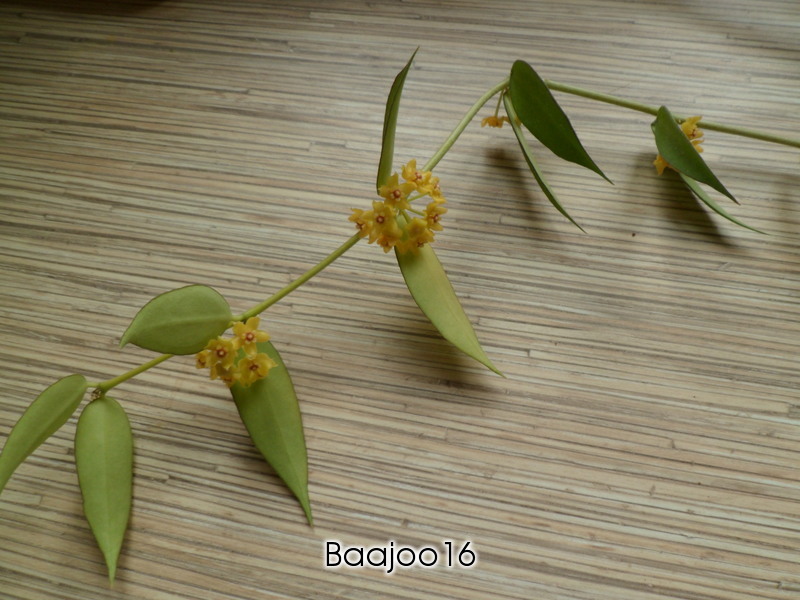 Hoya burmanica-cięta sadzonka