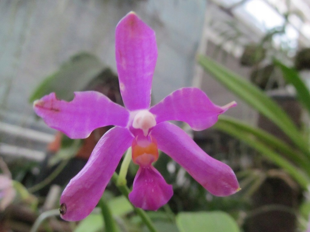 Storczyk Orchidea Phalaenopsis pulchra (NFS)