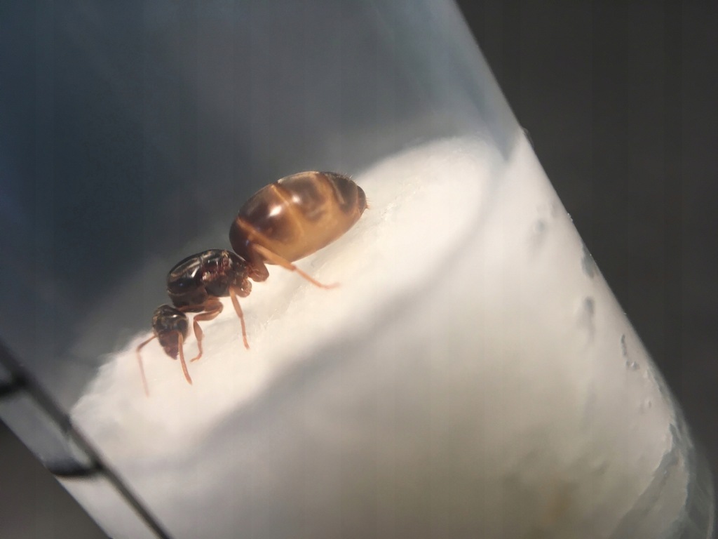 Lasius flavus Podziemnica zwyczajna król.+poczwary