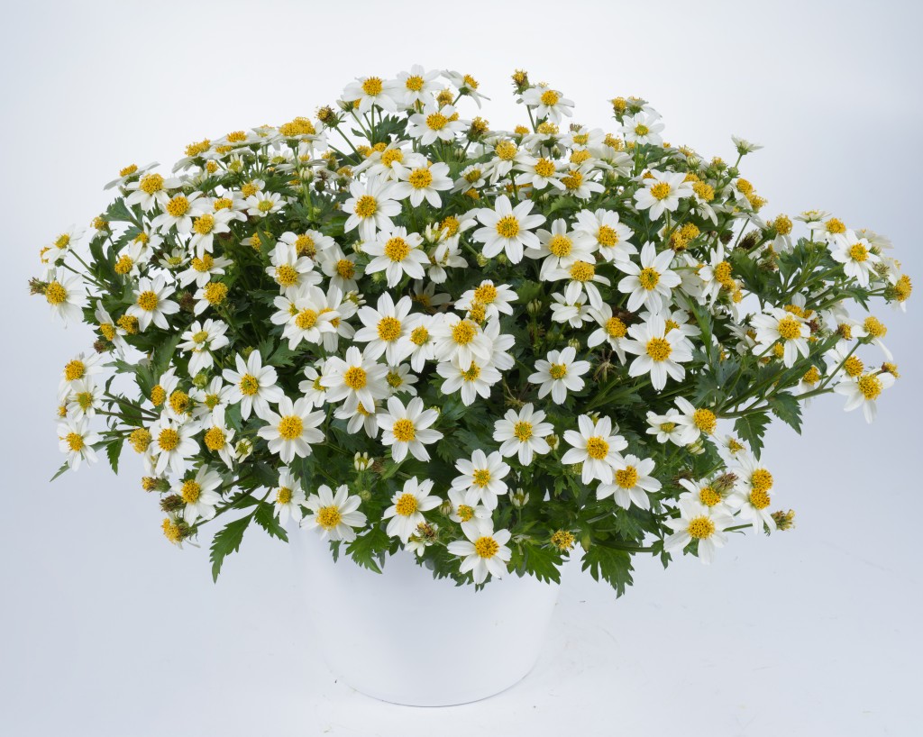 Bidens biały White Delight miododajne NOWOŚĆ