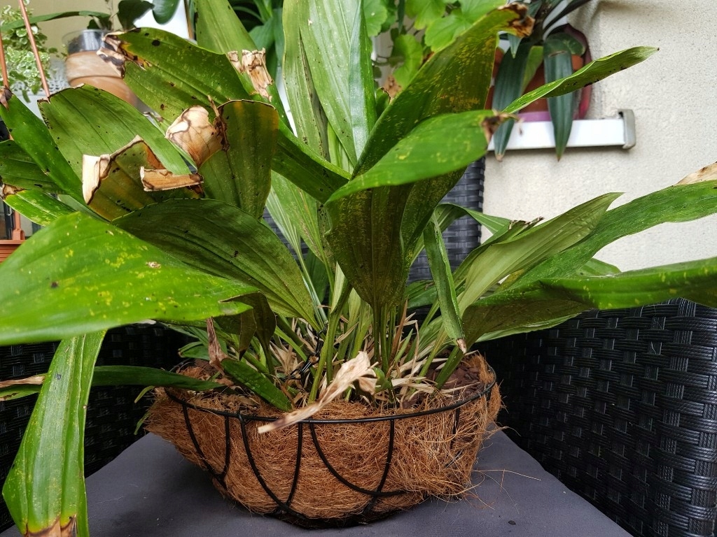 Storczyk Stanhopea connata