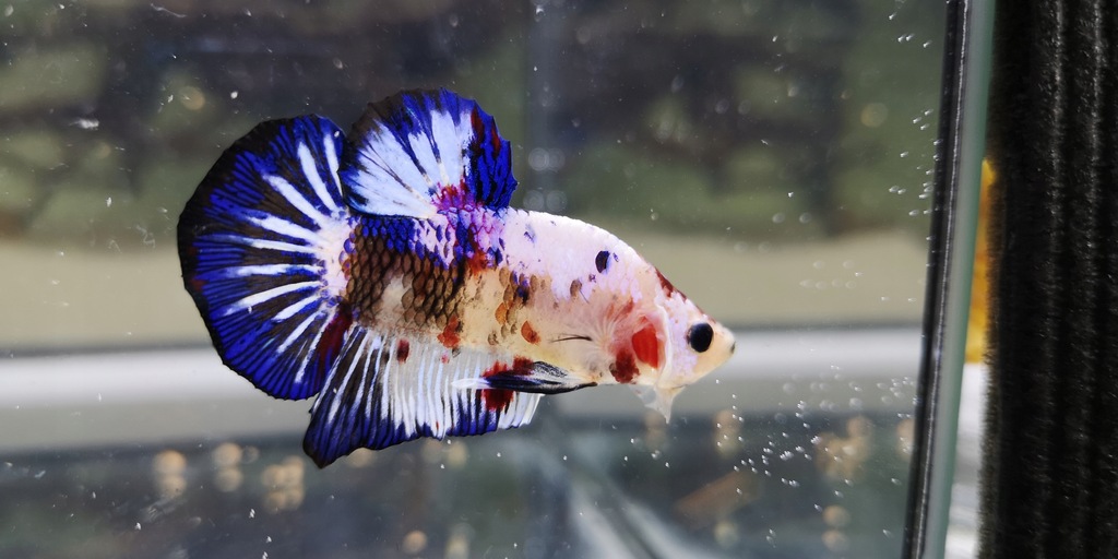 Bojownik Hmpk Koi Galaxy - Flower Fish