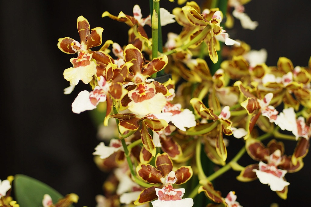 Storczyk ORCHIDEA COLMANARA 'PAINTER TROPICJUNGLE'