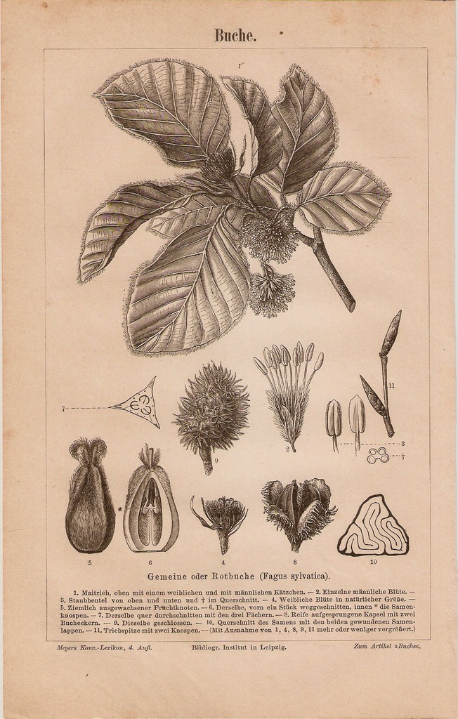 BOTANIKA LIŚCIE OWOCE BUK 1888 ROK