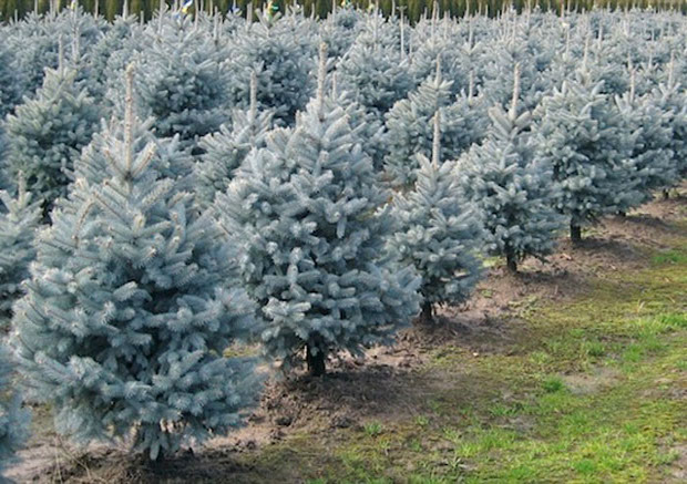 Żywe choinki Świerk srebrny 90-120cm wys. gratis