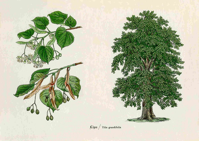 Rycina DENDROLOGIA Drzewa Lipa A4