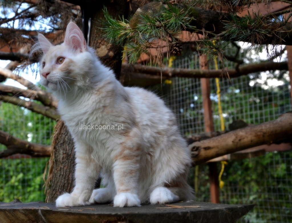 kocięta rasy maine coon Typ Amerykański