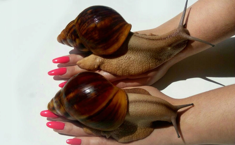 Archachatina Marginata (standard) Ovum i Suturalis