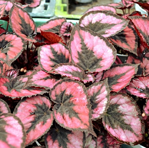 Przepiękna Begonia królewska rex czerwono-brązowa