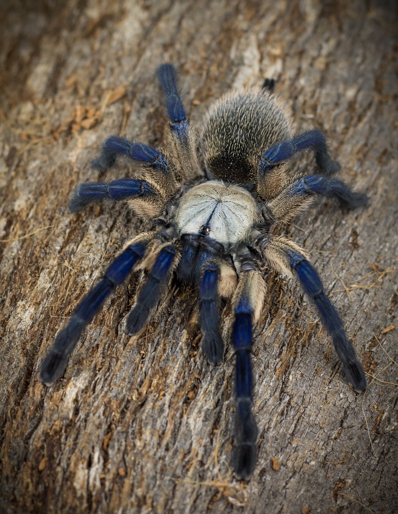 PAKIET Monocentropus balfouri L1 x 10 szt Grupówka