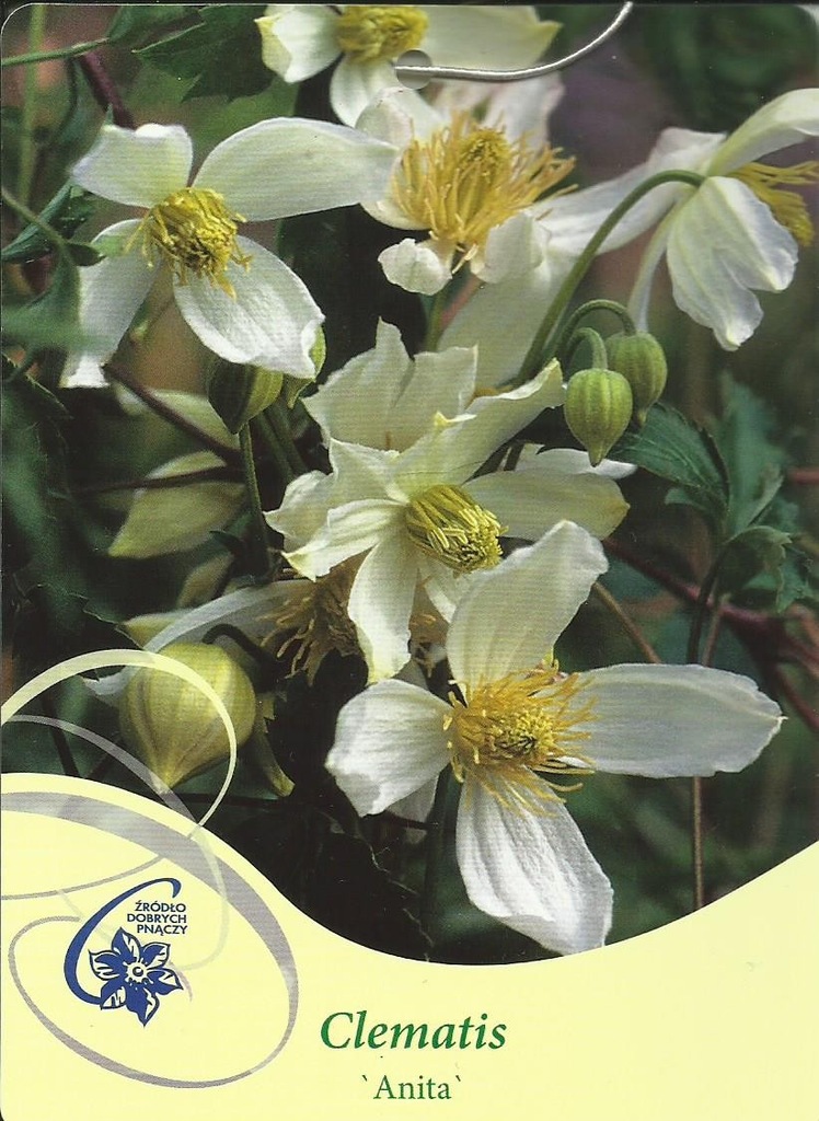 Clematis tangutica ANITA Powojnik tangucki