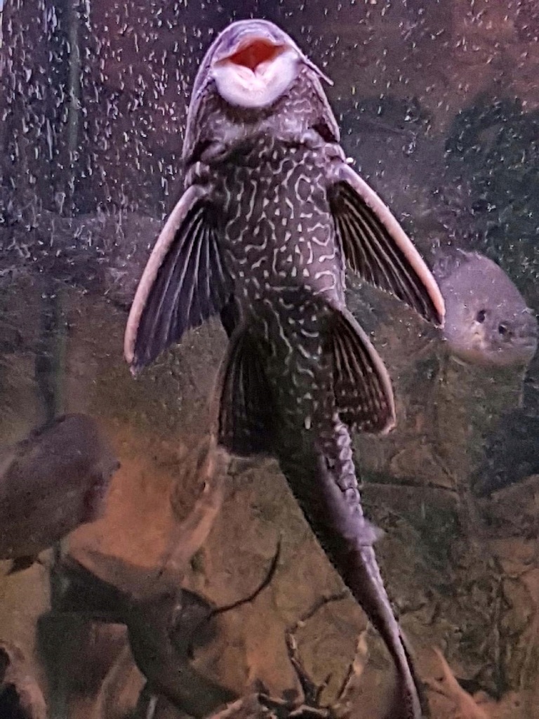 Zbrojnik lamparci Glonojad Gibiceps Wrocław 2 szt.