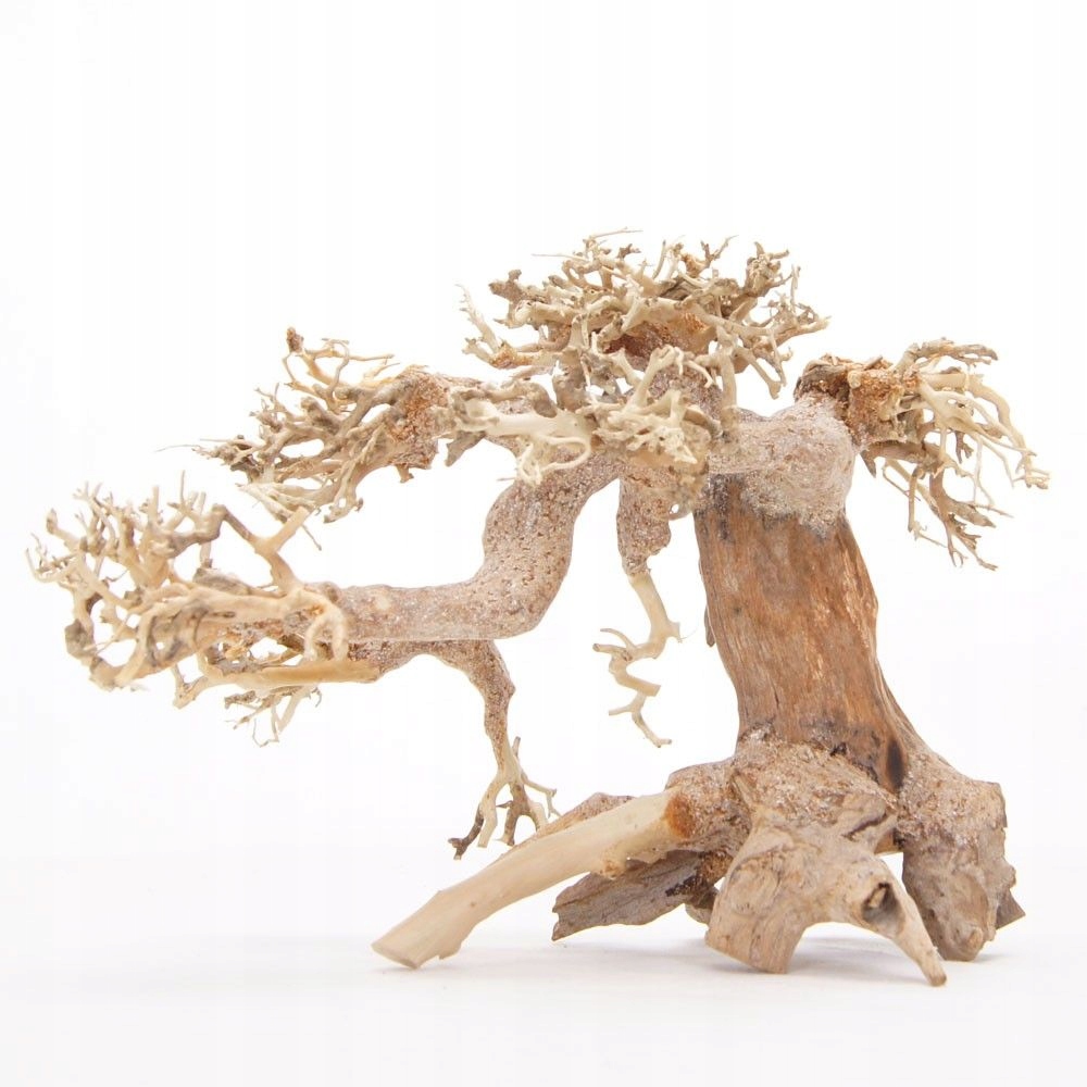 DRZEWKO BONSAI FUKINAGASHI NO.2117
