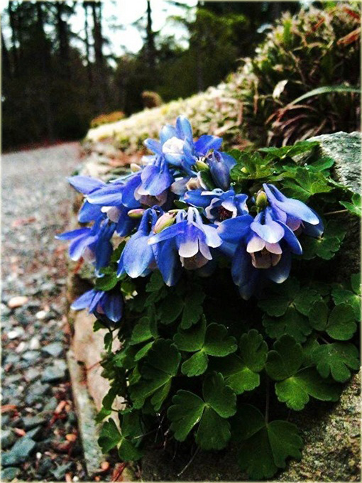bylina Orlik wachlarzowaty Mini Star Aquilegia fla
