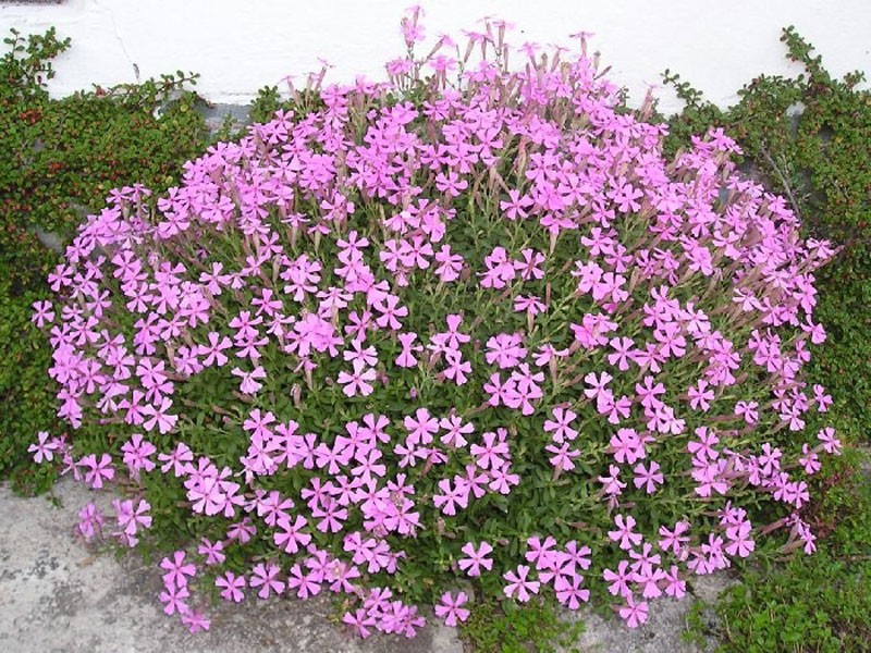 silene schafta, lepnica Splendens - Byliny Farm