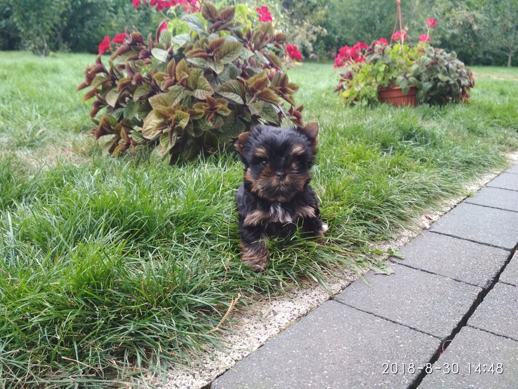 yorki, yorkshire terrier MINIATURKA