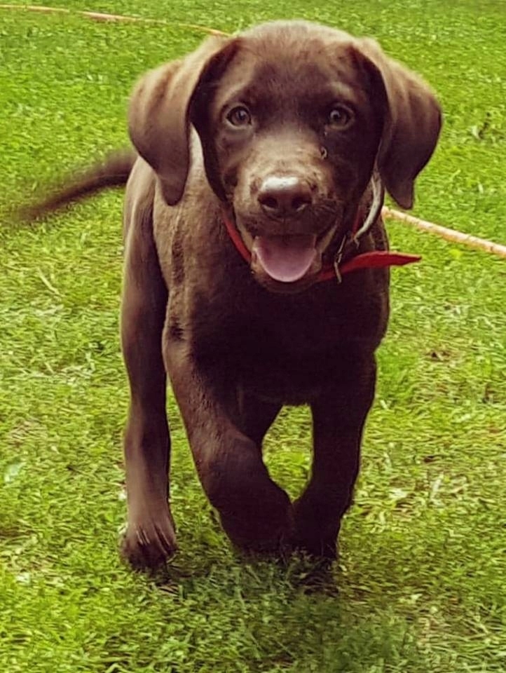 LABRADOR RETRIEVER 3 miesieczna ostatnia suczka