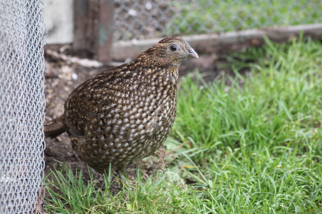 Bażant Tyminek Tragopan Temnicki