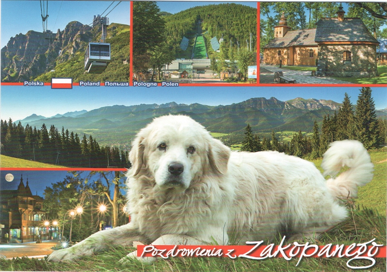 ZAKOPANE - TATRY - OWCZAREK PODHALAŃSKI - KOŚCIÓŁ