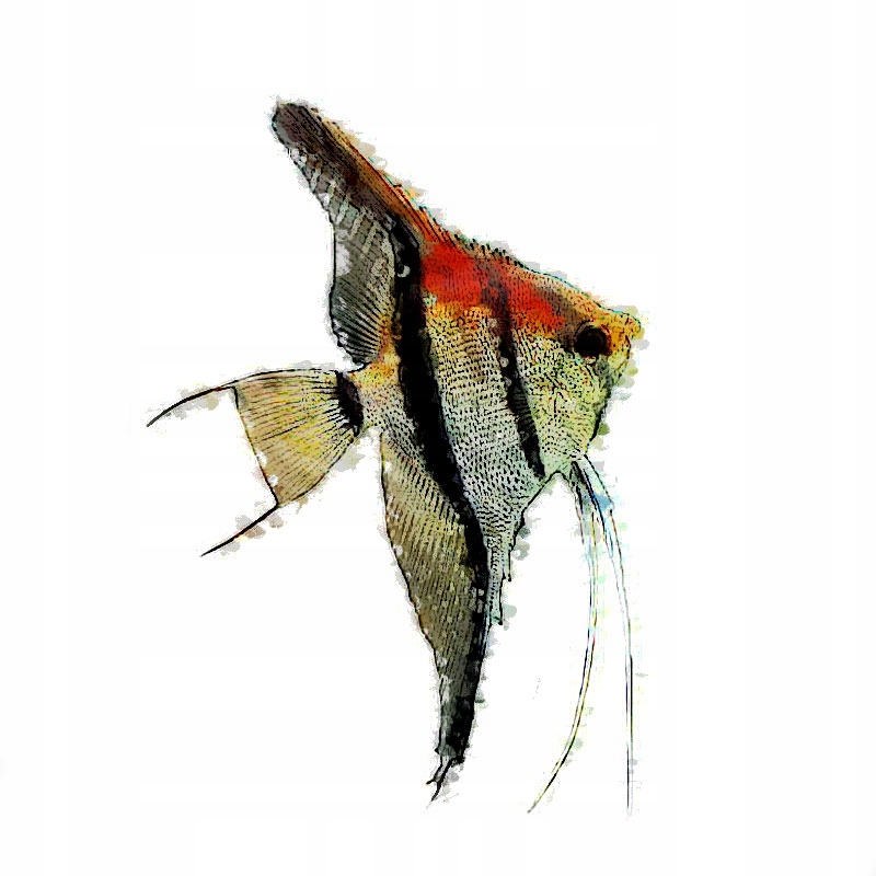 Skalar Manacapuru red shoulder 5cm aquaticus