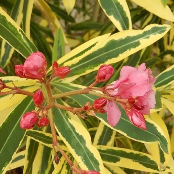 Oleander variegata o różowych kwiatach
