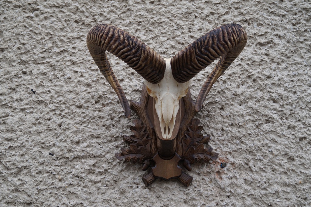 muflon, trofea, rogi, poroże