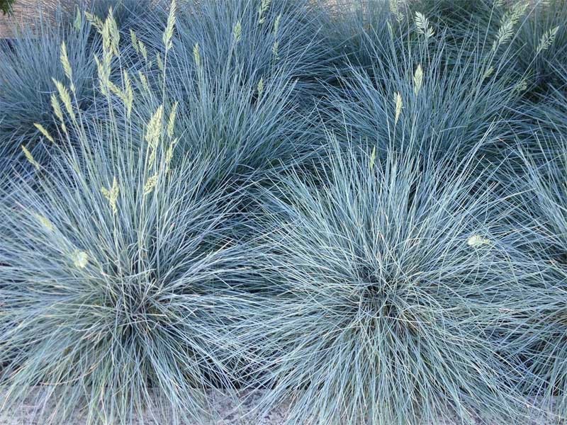 kostrzewa sina Blue Select - Byliny Farm