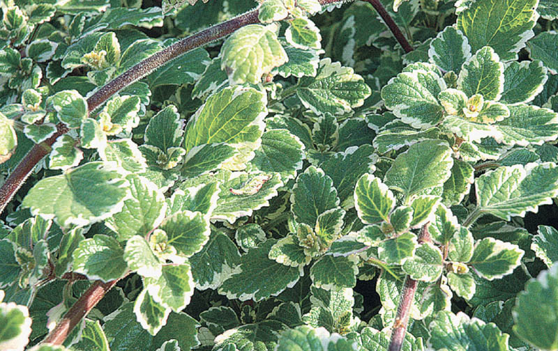 Plektrantus Komarzyca Variegata odstrasza owady