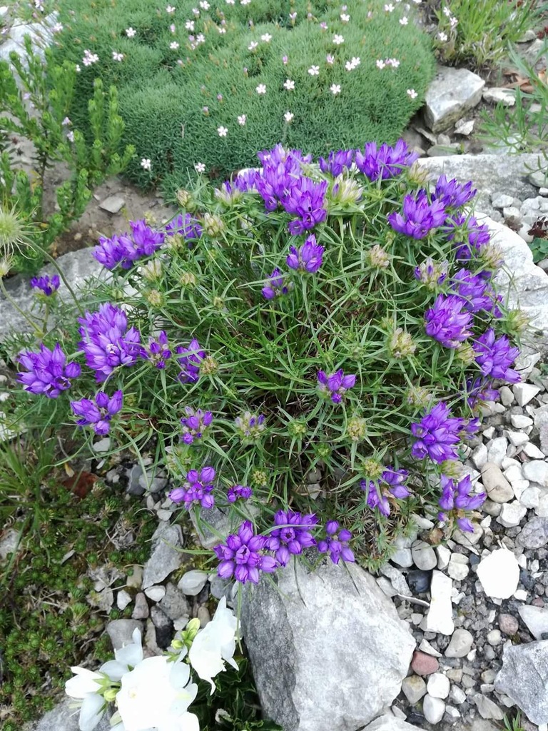 Dzwonczyn trawolistny Edraianthus graminifolius