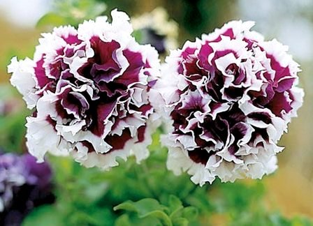 PETUNIA PEŁNA NA BALKONY NASIONA BALKONOWE BICOLA