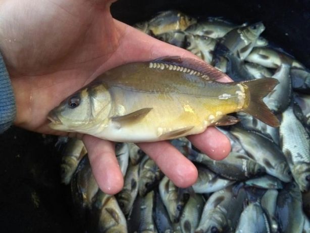 Narybek 24.pl Karp°Amur°Tołpyga°Lin°Karaś°Pstrąga