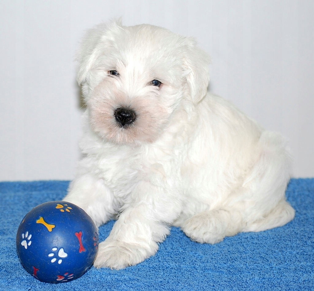 sznaucer miniatura biały szczenie rodowodowe pies