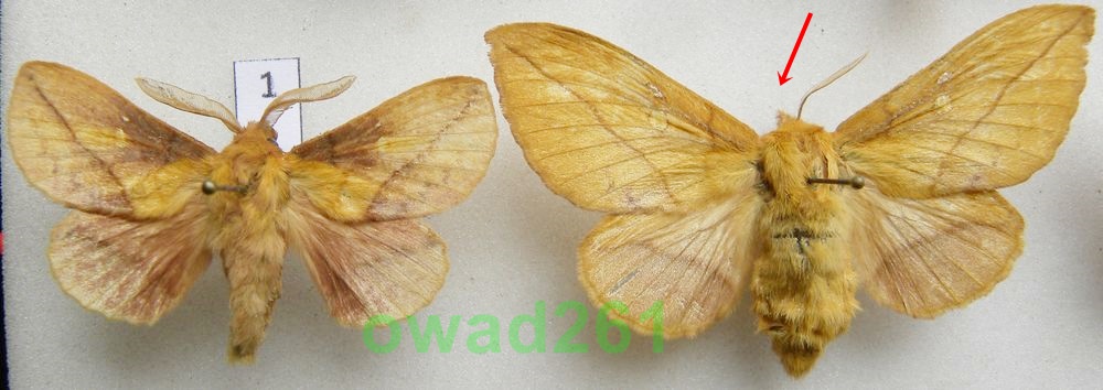 Euthrix potatoria Barczatka napójka para1
