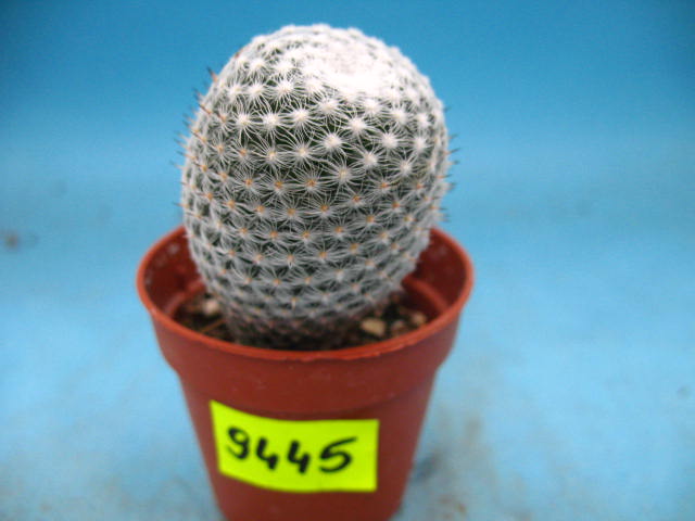 Kaktusy Mammillaria  albilanata nr9445