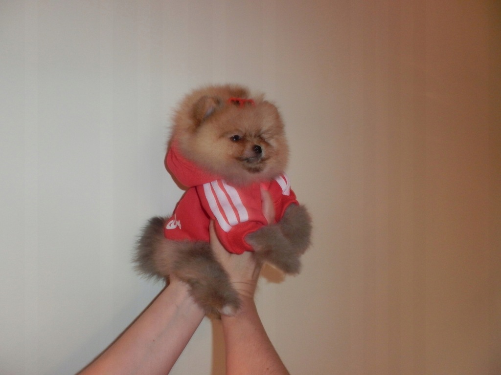 Szpic Miniaturowy Pomeranian typ BOO sunia UNIKAT