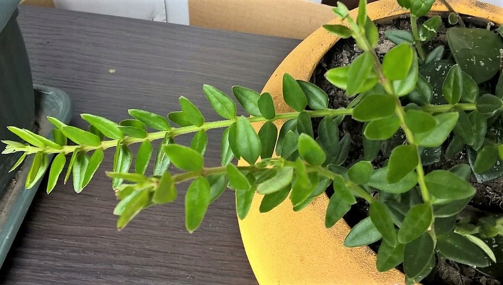 Hoya hoja wee-bella- cięty pęd