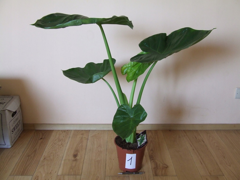 ALOKAZJA ALOCASIA CALIDORA 80 cm