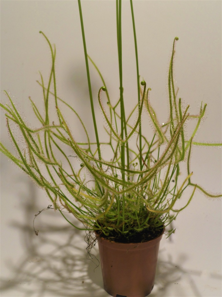 ROSICZKA odm, DROSERA BINATA      RARYTAS
