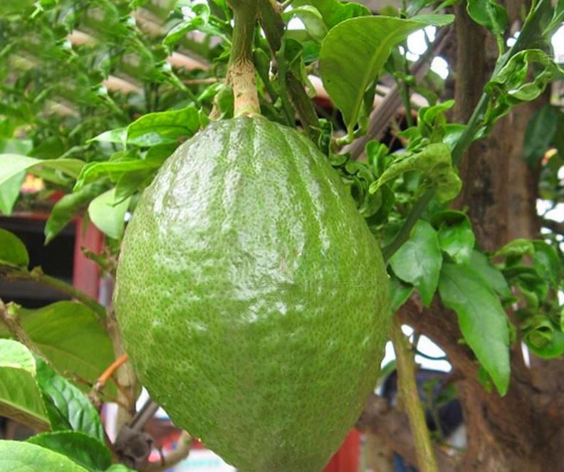 Limonka lime drzewko nasiona po 3 sztuki dom ogród
