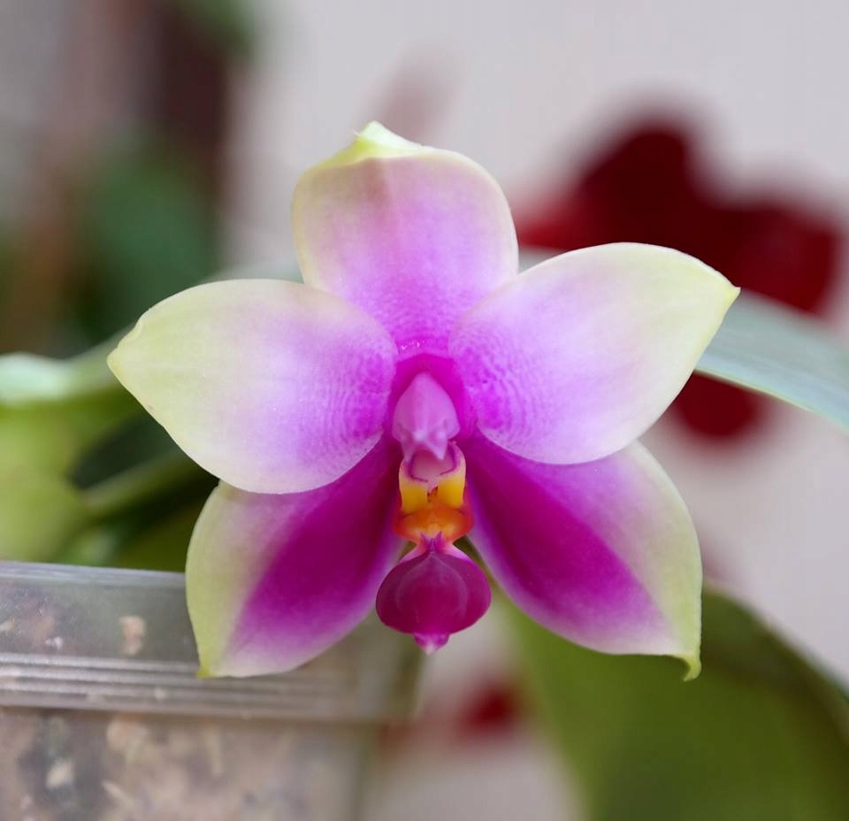 Storczyk Phalaenopsis bellina Red Apple x self