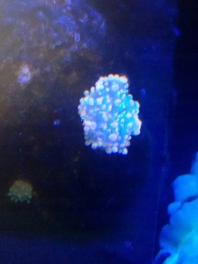 Ricordea Fluo