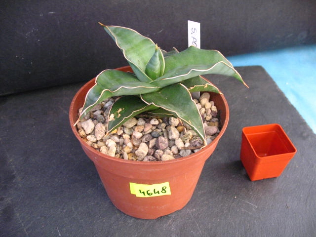 Kaktusy Sansevieria powysii nr4648 don 10cm