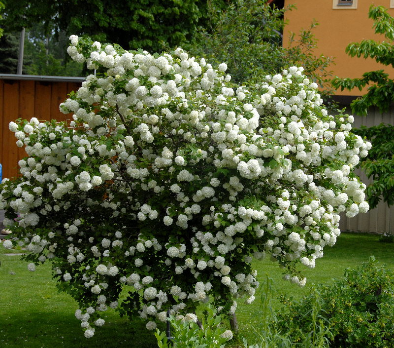 Калина viburnum opulus