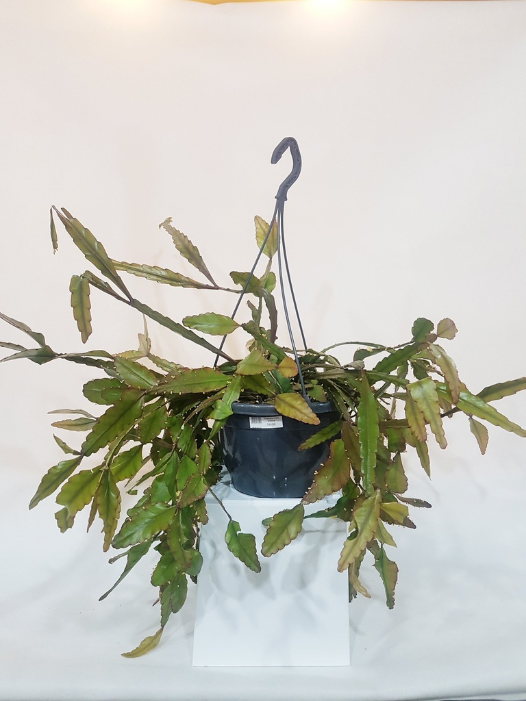 PATYCZAK RHIPSALIS ELIPTICA