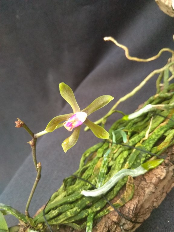 Phalaenopsis braceana (FS)