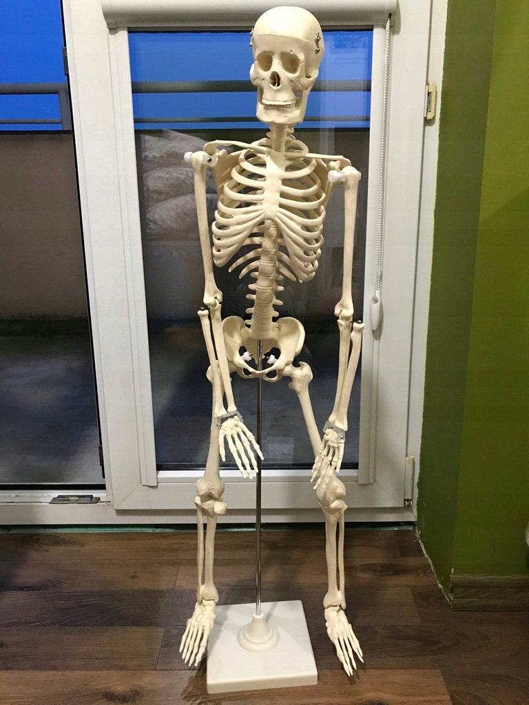 Model szkielet człowieka 1/2 wielkości naturalnej