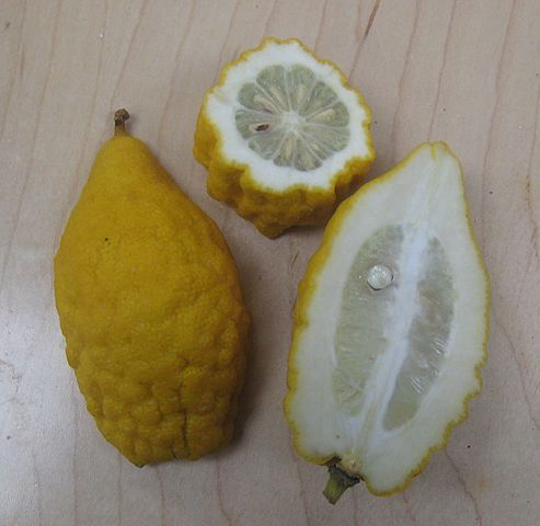 Cedro ETROG DUŻE OWOCE pomarańcza cytryna cytrus