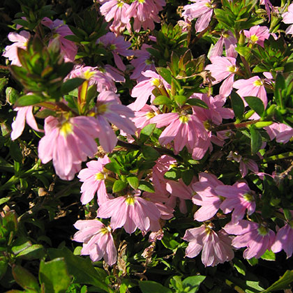 Scewola Scaevola aemula Topaz Pink
