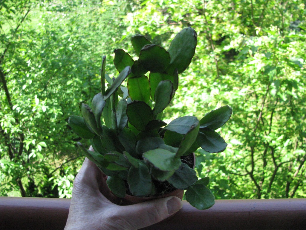 Rhipsalidopsis Kaktus wielkanocny 30 cm